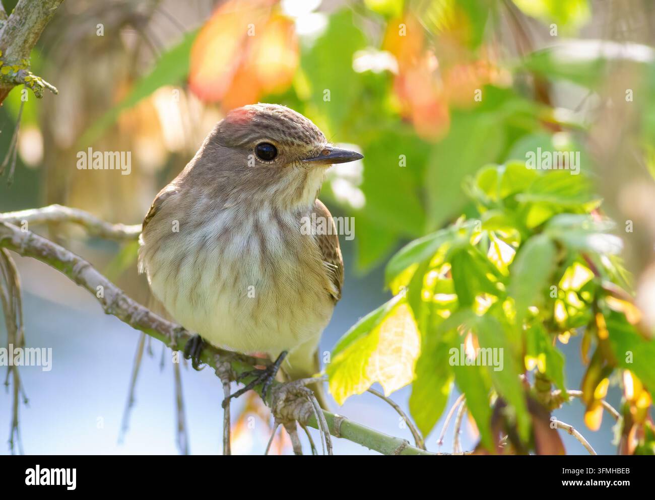 Sperlingsflughuhn, Muscicapa striata. Ein Vogel sitzt auf einem Ast zwischen den Blättern Stockfoto