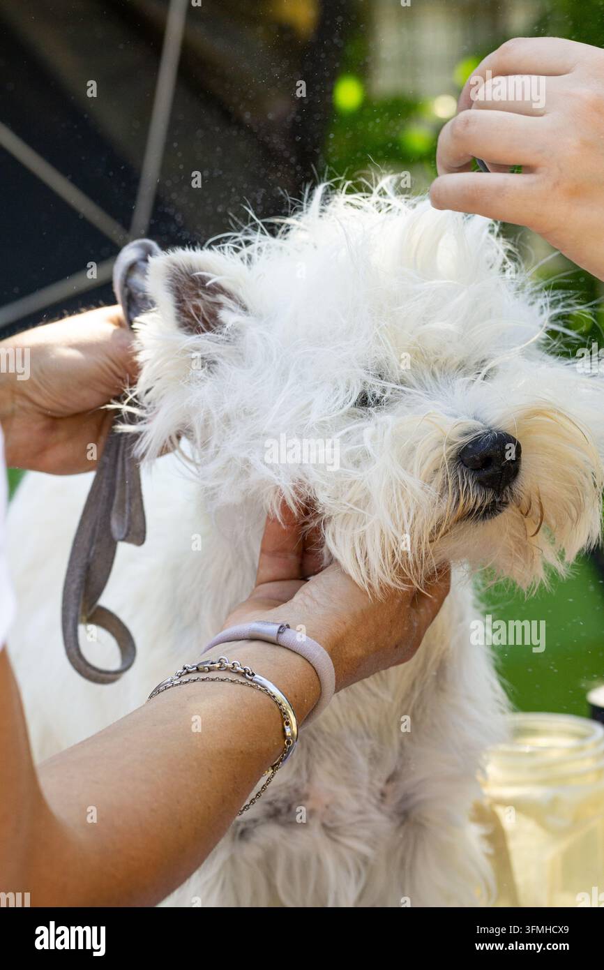 Nahaufnahme eines zotteligen weißen Hundes, der von Menschen im Freien gehalten und gepflegt wird, mit einer Leine und einem Glas in der Nähe. Stockfoto