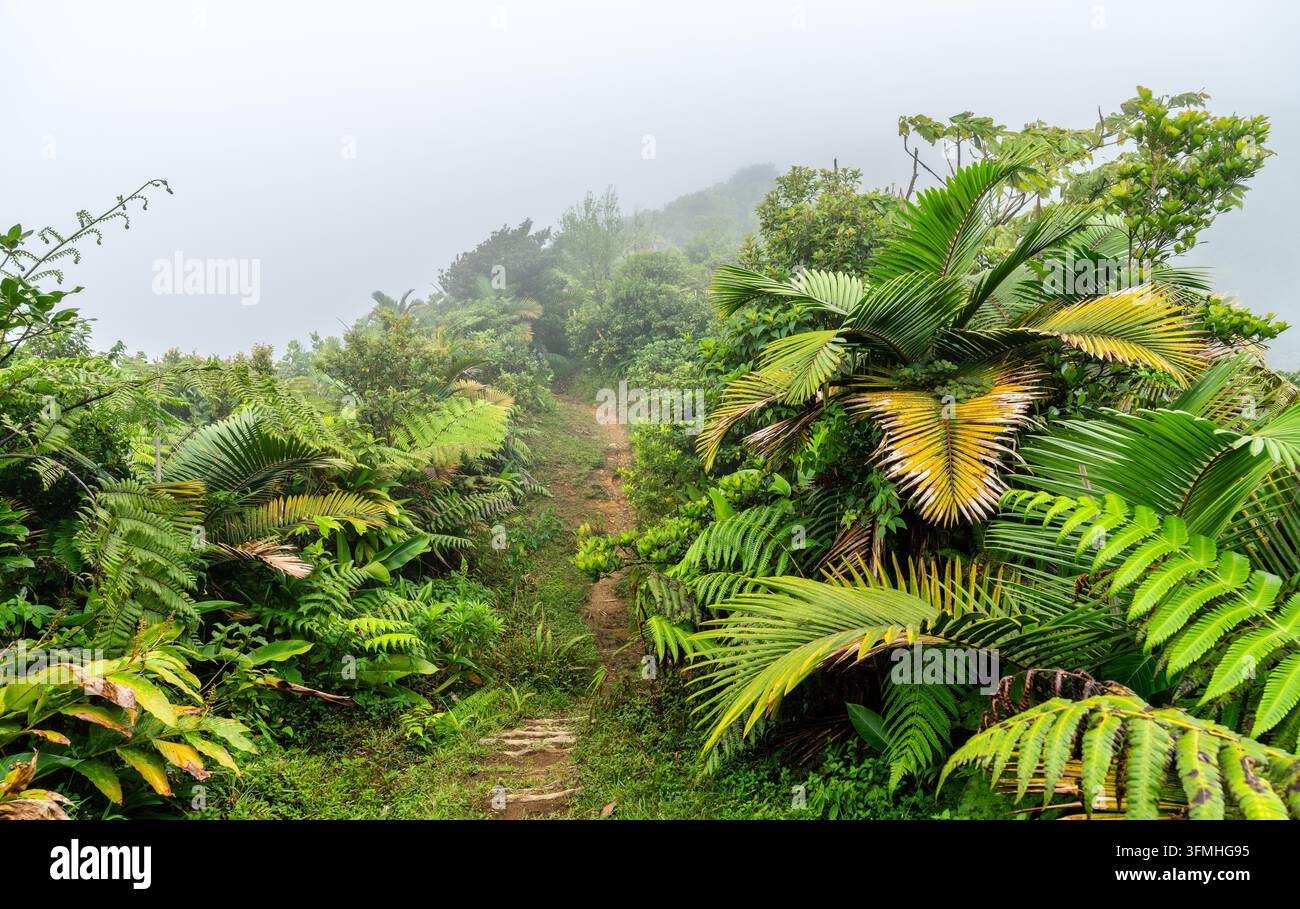 Ein schmaler Wanderpfad aus Erde windet sich durch einen dichten tropischen Regenwald, umgeben von Farnen und Palmen an einem nebligen Tag in Dominica. Stockfoto