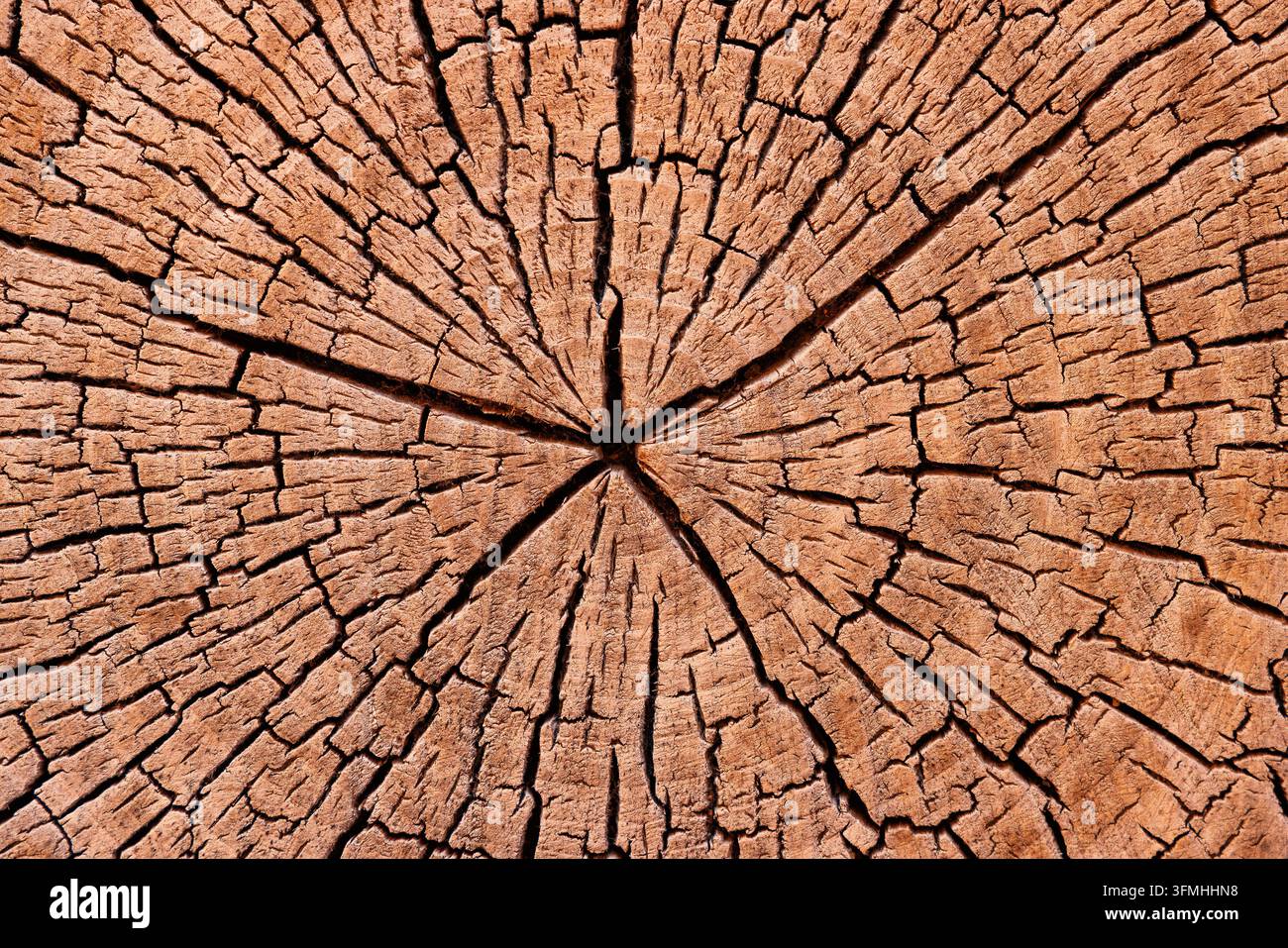 Rissige Holzquerschnittstextur mit Baumwachstumsringen Stockfoto
