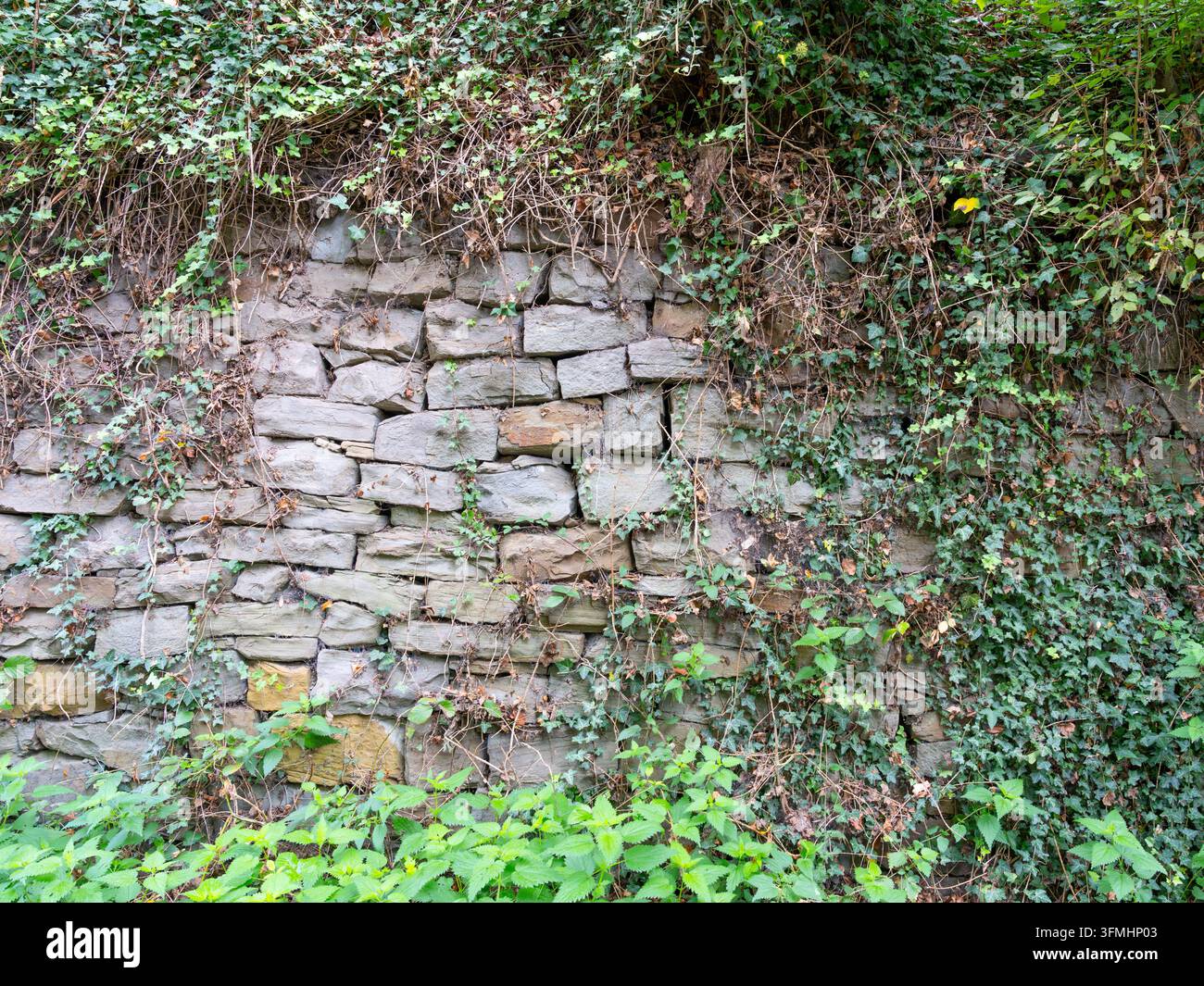 Alte Steinmauer, die mit Efeu und Waldvegetation entlang eines historischen Pfades überwuchert ist. Stockfoto
