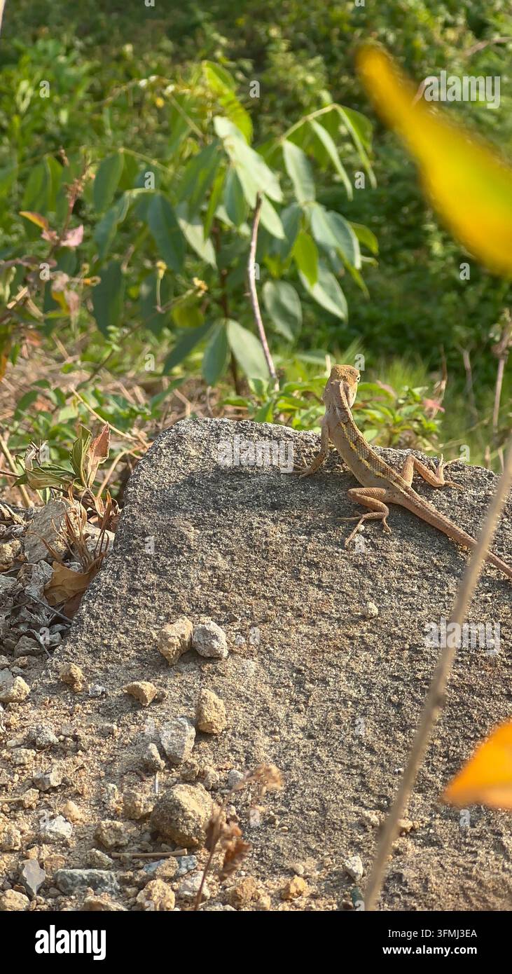 Kleine braune Eidechse ruht auf einem grauen Felsen im Freien in der Natur. Kleine braune Eidechse sitzt auf einem strukturierten grauen Stein inmitten grüner Vegetation und Bodenerde - Smartphone-aufgenommenes Stockfoto