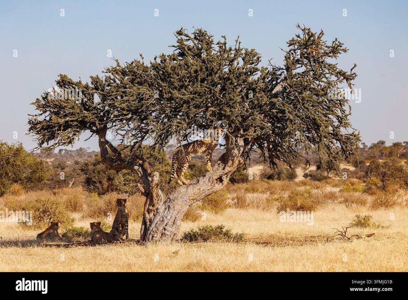 Botswana, Mashatu-Reservat, Gepard (Acinonyx jubatus) liegt in der Savanne, ein Junges klettert auf den Baum Stockfoto