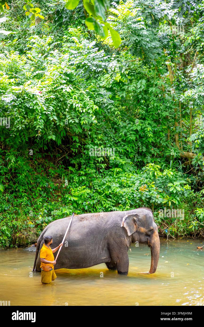Sri Lanka, Kegalle District, Rambukkana, Millennium Elephant Foundation, NGO, die sich der Verbesserung der Lebensbedingungen von ehemals gefangenen Elefanten widmet; ein Mahout und sein Elefant im Fluss Stockfoto