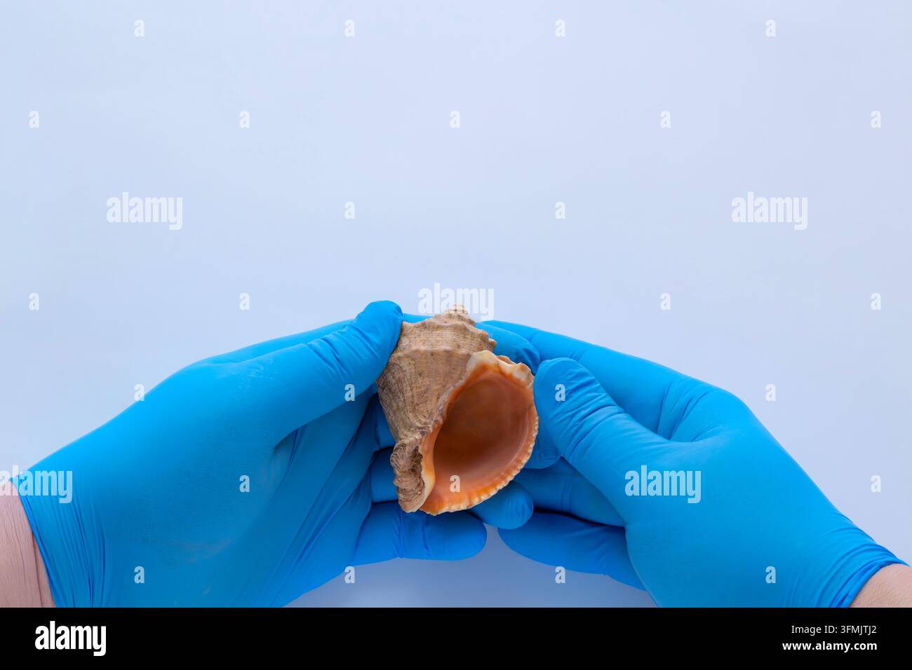 Hände in blauen Nitrilhandschuhen halten eine Kegelmuschel auf weißem Hintergrund. Stockfoto