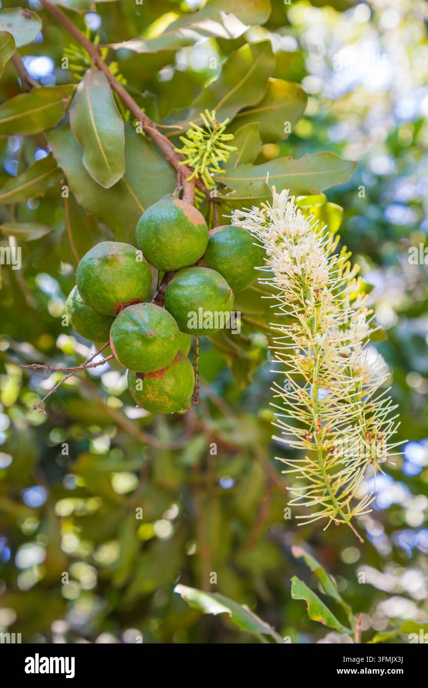 Guatemala, Departamento Sacatepéquez, San Miguel Duenas, Valhalla Macadamia Farm, Macadamianuss und Blüte Stockfoto
