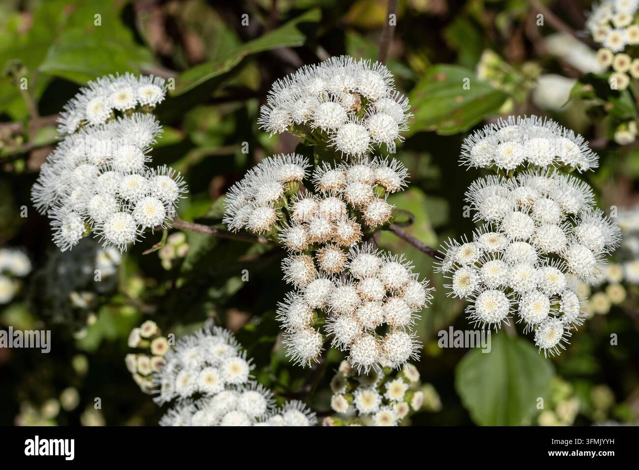 Invasive Crofton-Kräuter sind eine ernsthafte invasive Art in Australien und anderen Ländern Stockfoto