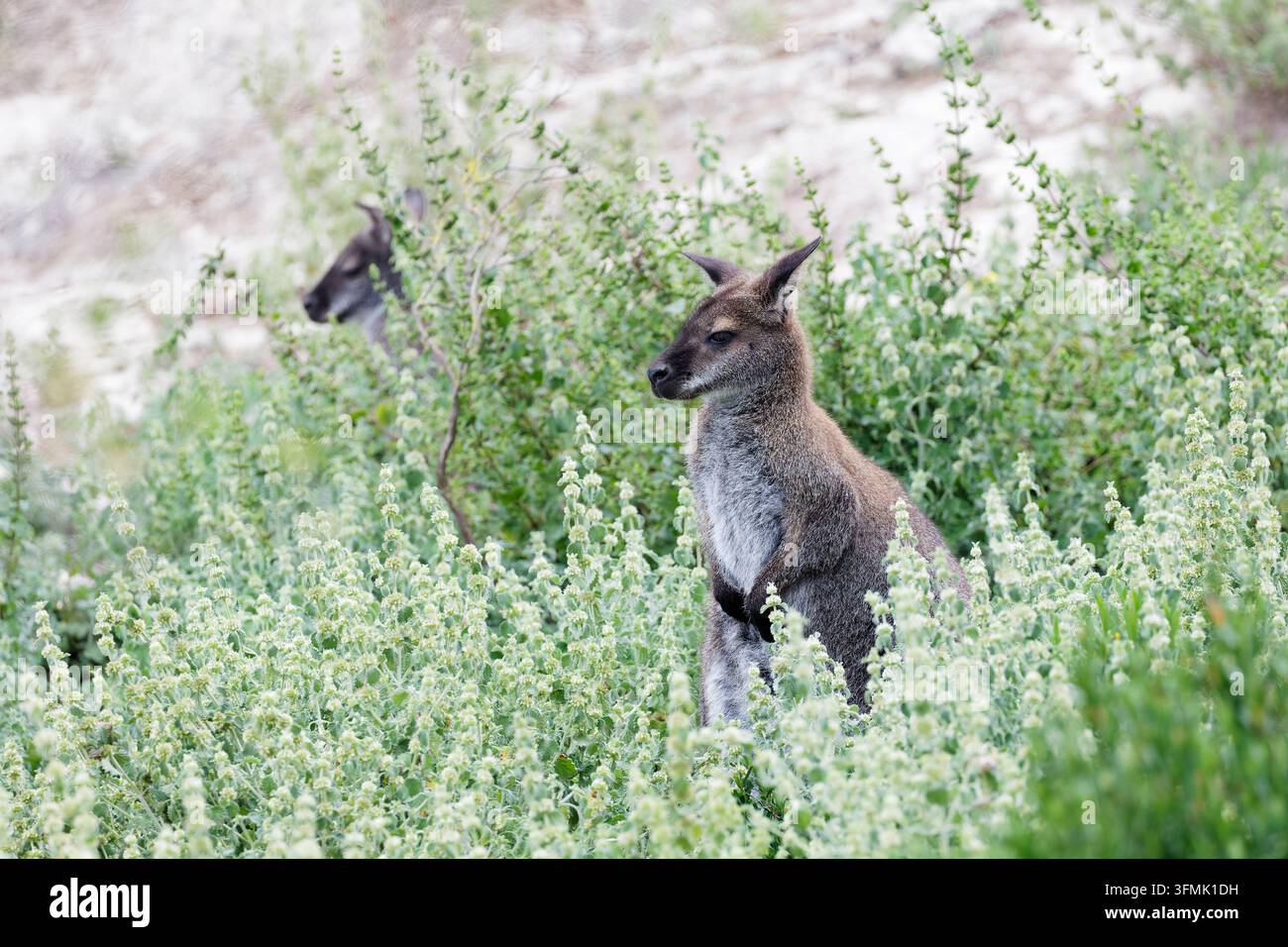 Frankreich, Aude, Sigean, Sigean African Reserve, Bennetts-Känguru oder Rotnacken-Känguru (Notamacropus rufogriseus) Stockfoto