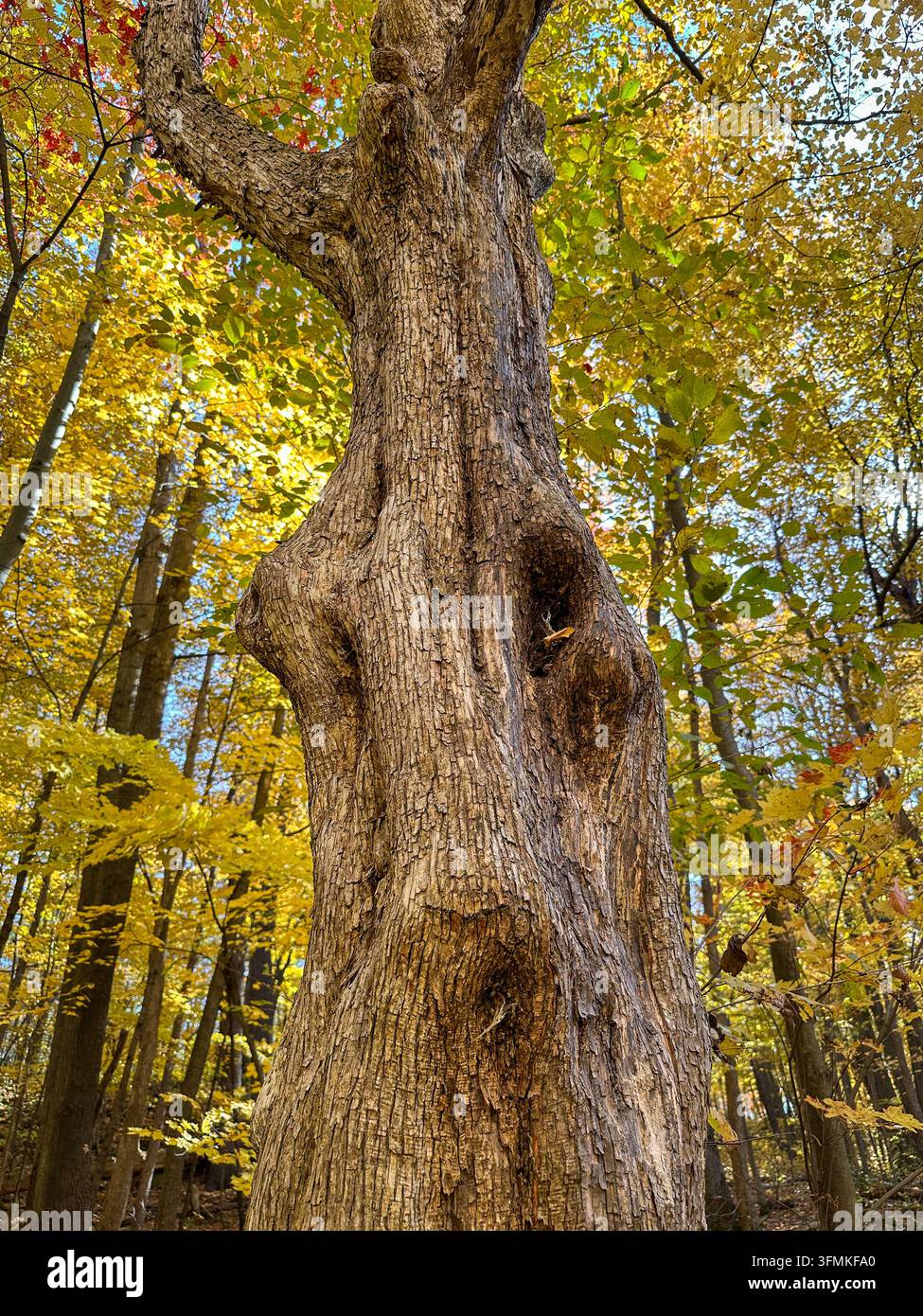 Nahaufnahme, Blick von unten auf einen knorrigen, hohlen Baumstamm mit rauer, verwitterter Rinde, umgeben von goldenem Herbstlaub in einem Laubwald. - Smartphone-aufgenommenes Stockfoto