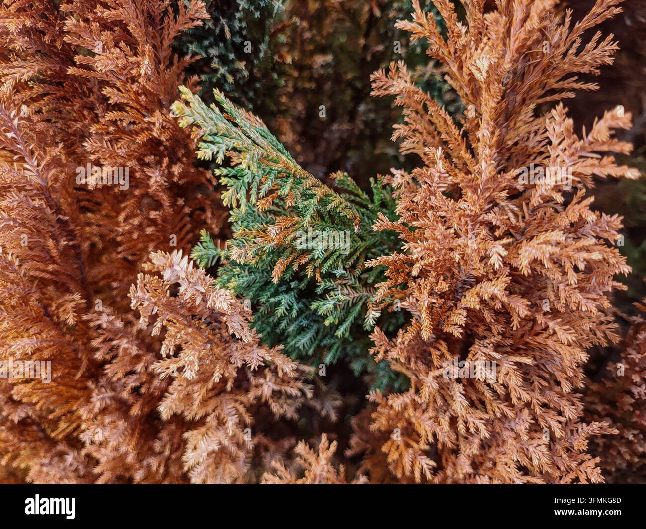 Gartenprobleme: eine allmählich absterbende Thuja-Smaragd-Hecke mit krankheitsbefallenen braunen Ästen Stockfoto