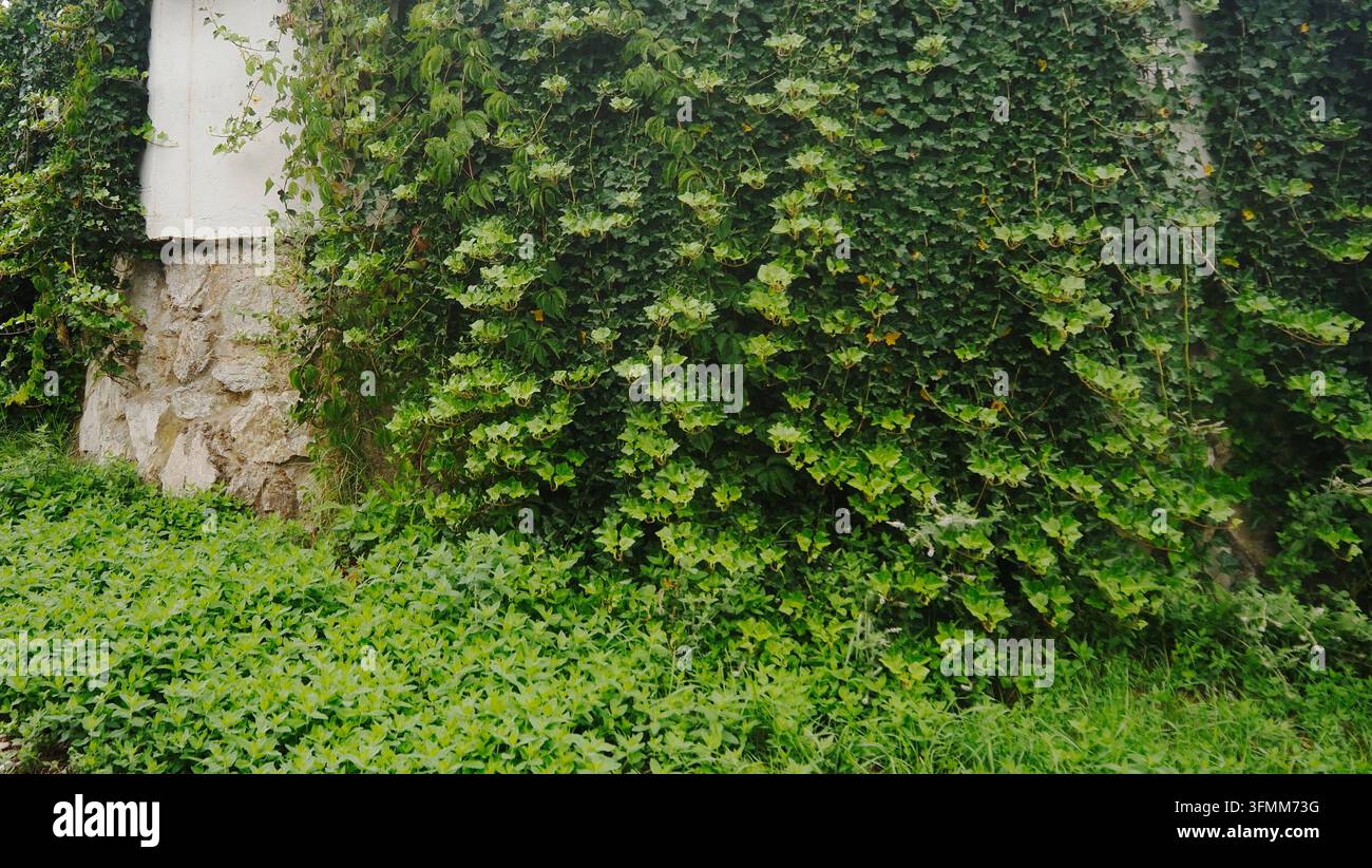 Dichter grüner Efeu bedeckt eine alte Steinmauer Stockfoto
