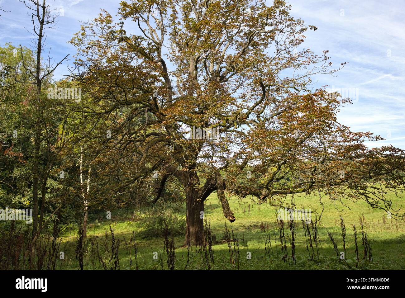 Einsamer ausgewachsener Baum mit herbstlich gefärbten Blättern auf einer sonnigen englischen Weide. Stockfoto
