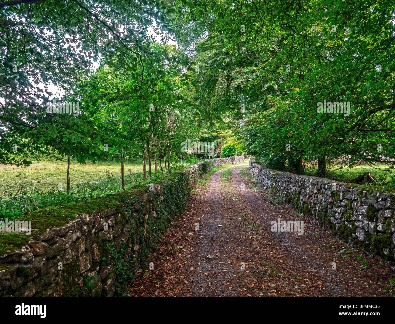 Eine Landstraße, die von typischen Trockenmauern in gesprenkelten Schatten gesäumt ist, County Galway, Irland Stockfoto