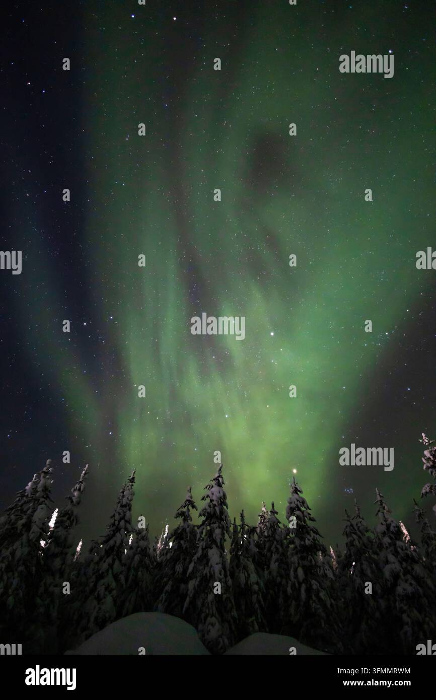 Vertikale Ansicht der Nordlichter über einem finnischen Wald, Finnland Stockfoto