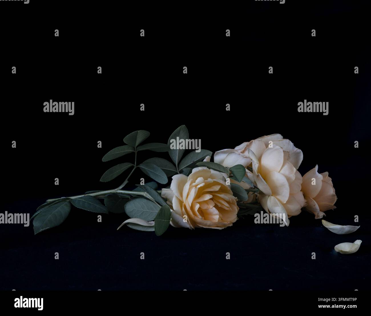 Ein paar gelbe Rosen, die sanft gegen einen dunklen schwarzen Hintergrund beleuchtet sind, rufen ein Gefühl von Abschied, tiefer Trauer und geteilter Einsamkeit hervor. Stockfoto