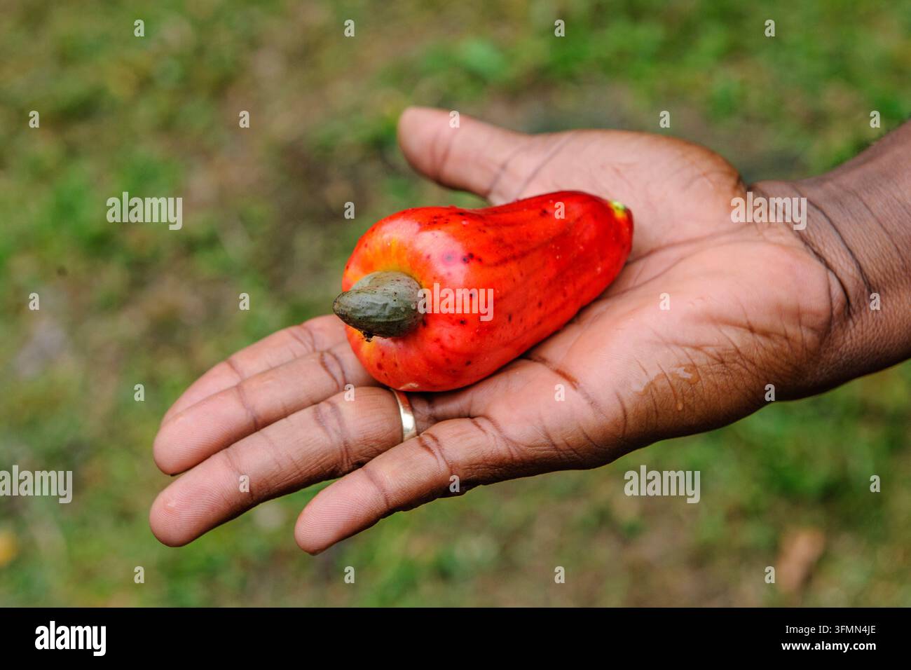 Frucht des Cashewbaums (Anacardium occidentale) mit einer Cashew-Apfel-Frucht – dem großen roten Teil – und einem graugrünen Auswuchs an der Basis, Grenada, die Stockfoto