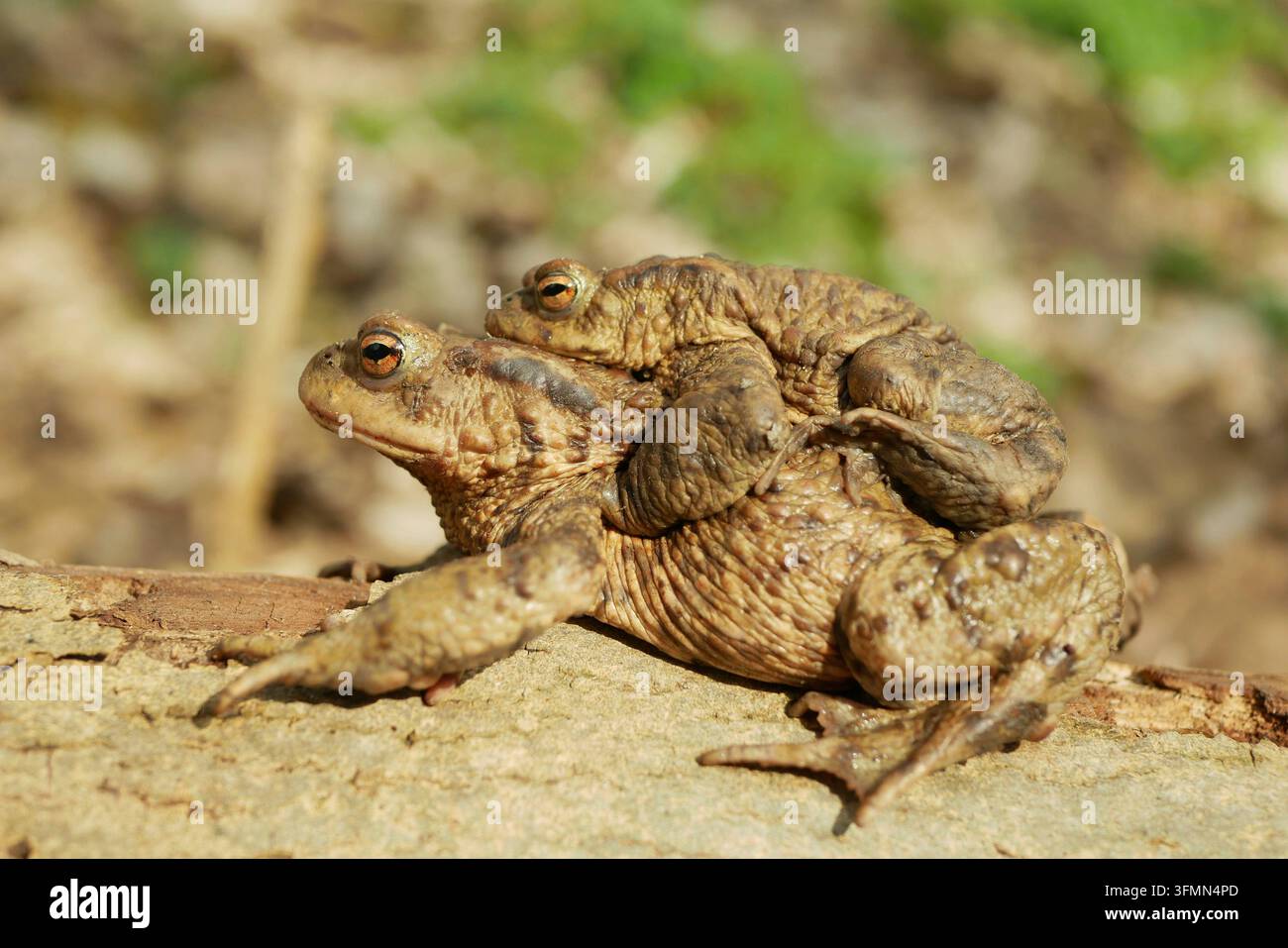 Paarung der europäischen Kröte Bufo bufo Bufonidae Amphibien Frosch erfolgreiche Frogspawn inguinal- und axillären Amplexus, die Arten reproduktiv anregt Stockfoto