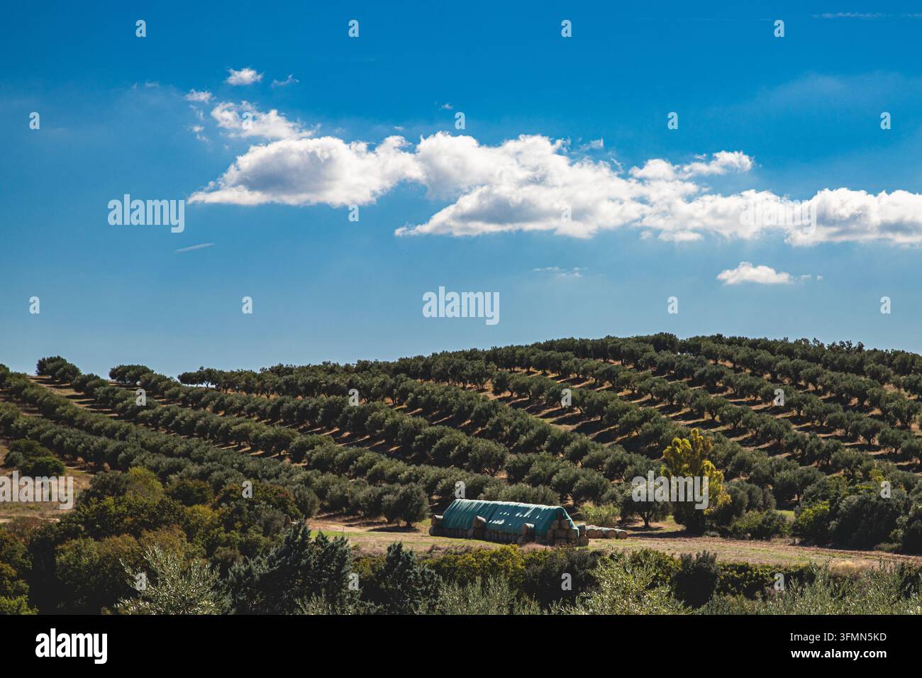 Pittoreske Landschaft mit einem Olivenhain auf den Hügeln Italiens. Olivenbäume in Reihen auf einem hügeligen Feld unter einem blauen Himmel. Stockfoto