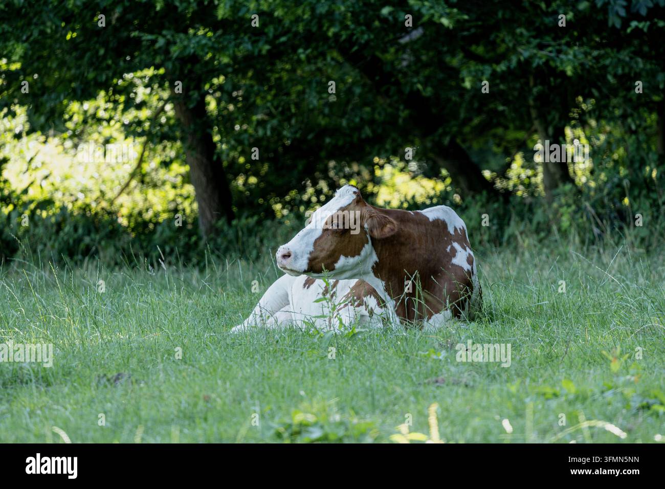 Kuh Waldrand gemütlich Stockfoto