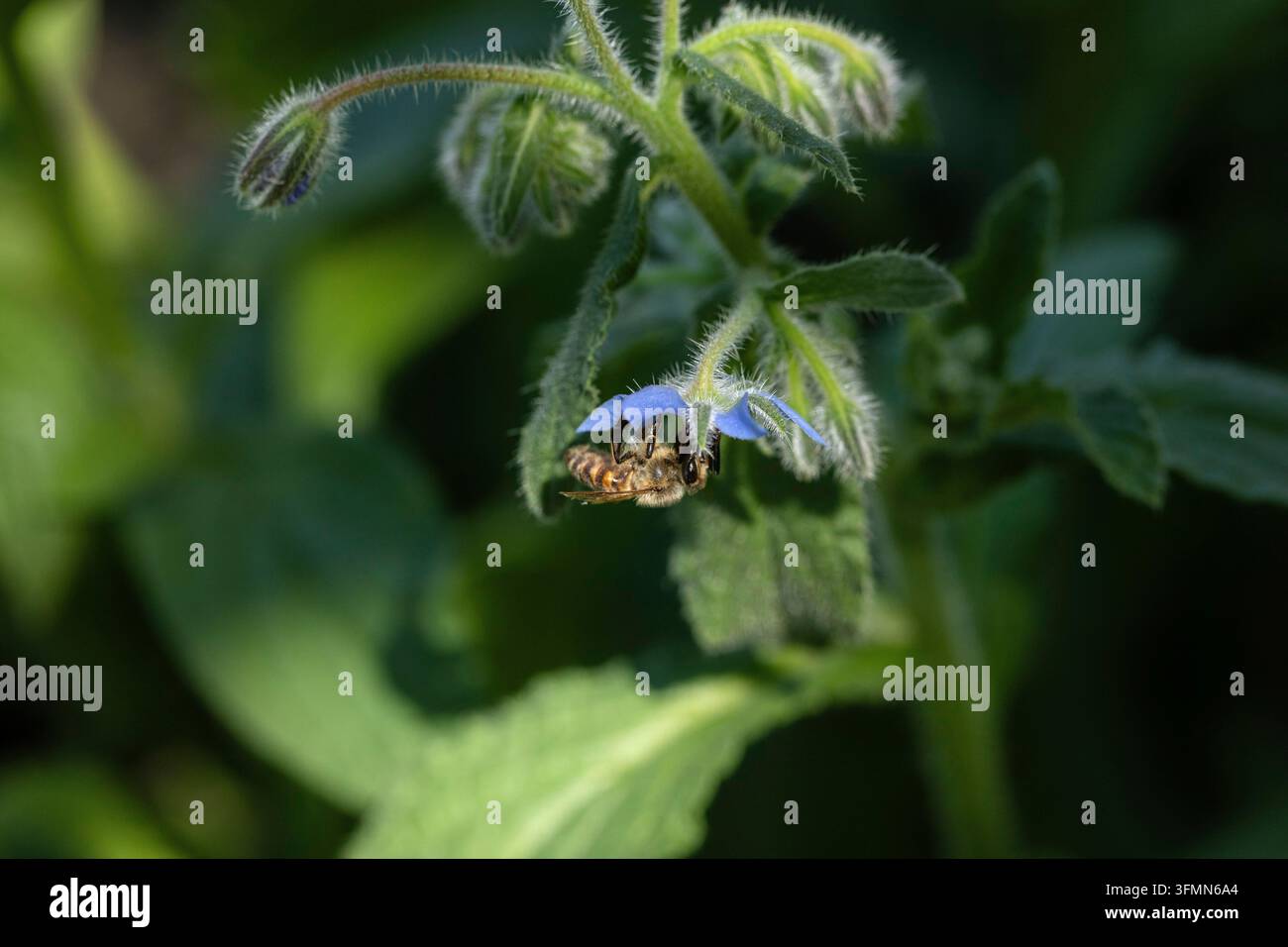 Sonniger Tag, Bienenknöterich Stockfoto