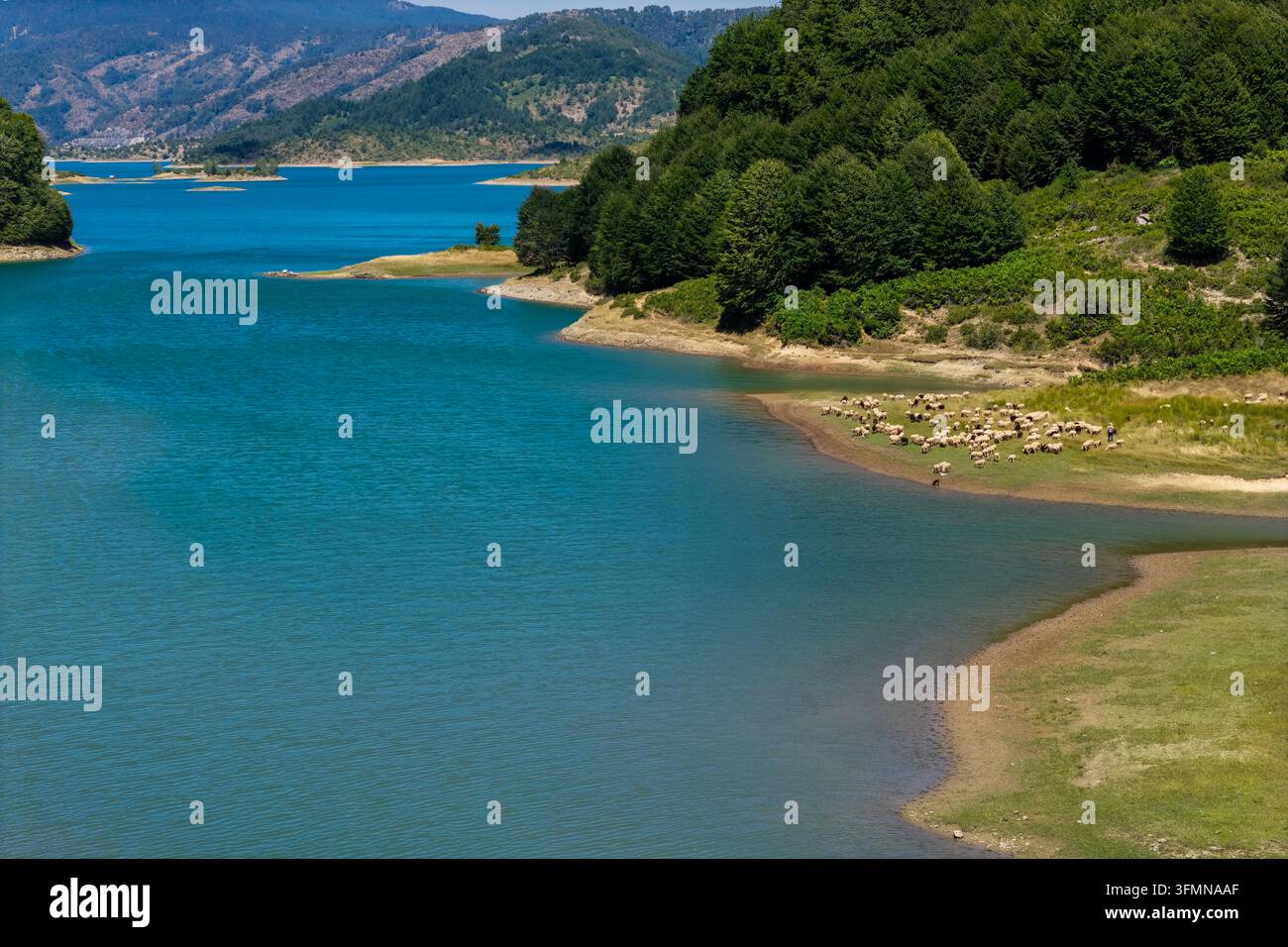 Luftbild von Schafen, die am Ufer des künstlichen Aoos-Sees nahe Metsovo grasen, umgeben von kristallklarem Wasser und Berglandschaften Stockfoto