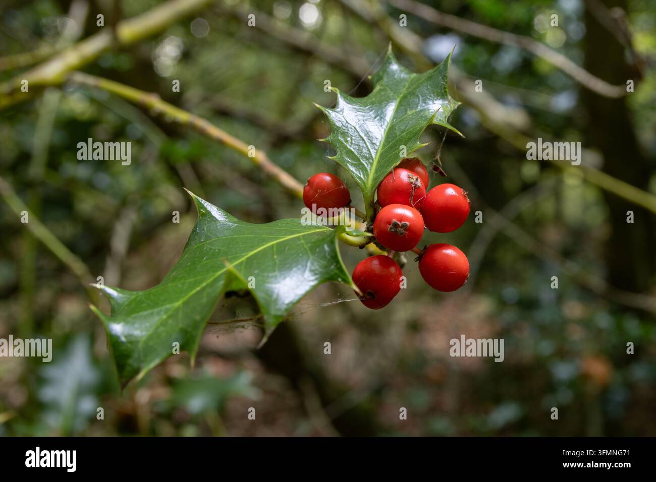 Hollyzweig mit glänzenden grünen Blättern und roten Beeren, der im Wald von West Woods, Wiltshire, England, wächst. Stockfoto
