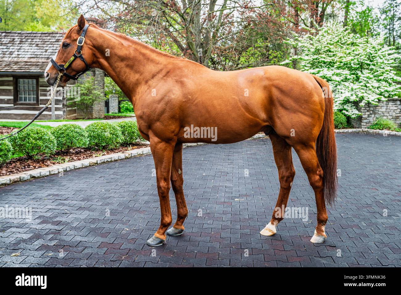 19. April 2024, Versailles, Kentucky, USA: Triple-Crown-Gewinner Justify steht im Profil auf einer Vollblut-Zuchtfarm im Herzen von Kentucky-Pferden Stockfoto