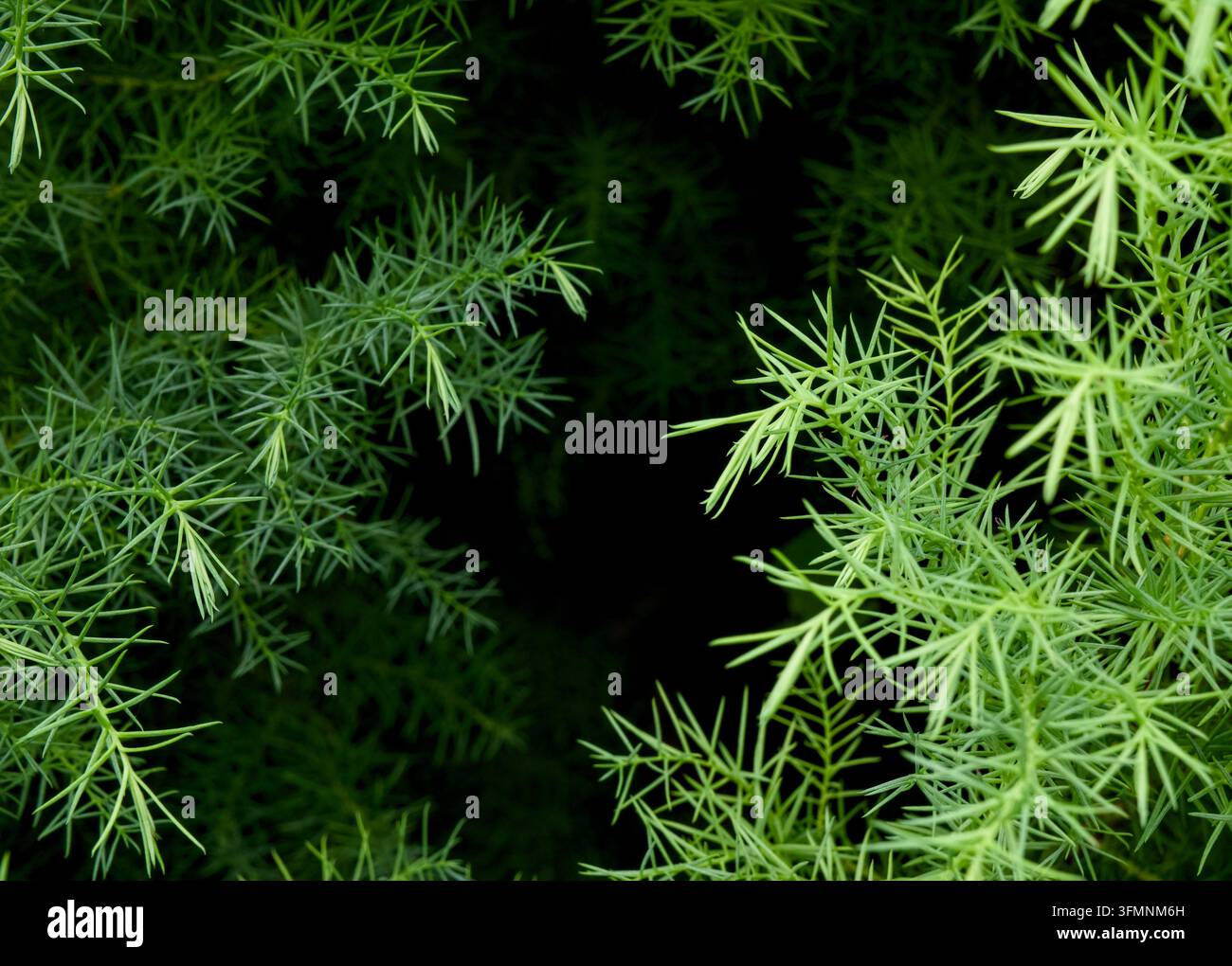 Lebendige grüne, nadelbaumartige Blätter umrahmen einen zentralen dunklen Schatten und bilden eine natürliche Bordüre. Stockfoto