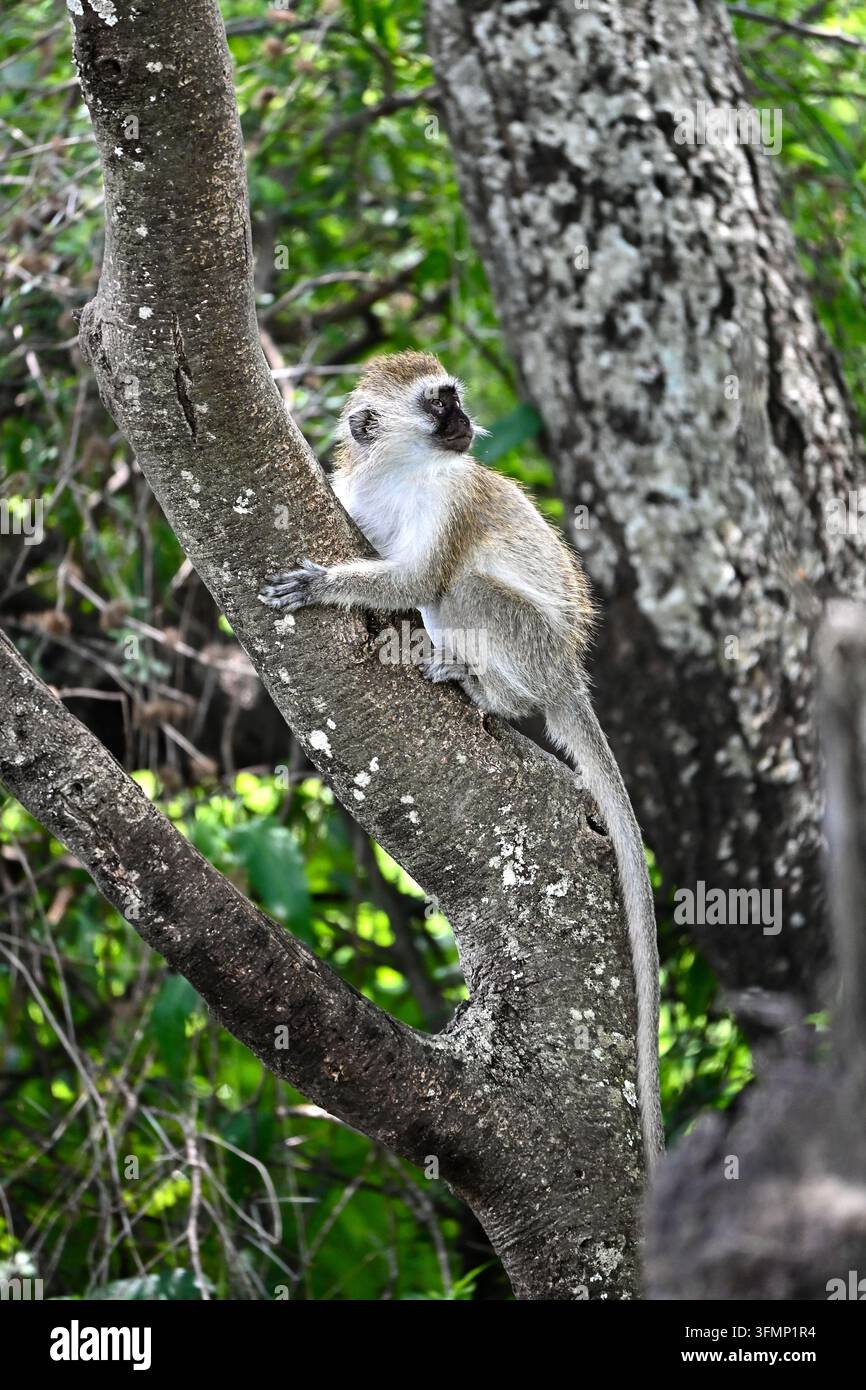 Grüne Meerkatze (Chlorocebus pygerythrus) klettert auf einem Baum in ihrem natürlichen Waldhabitat im Tarangire-Nationalpark, Tansania. Stockfoto
