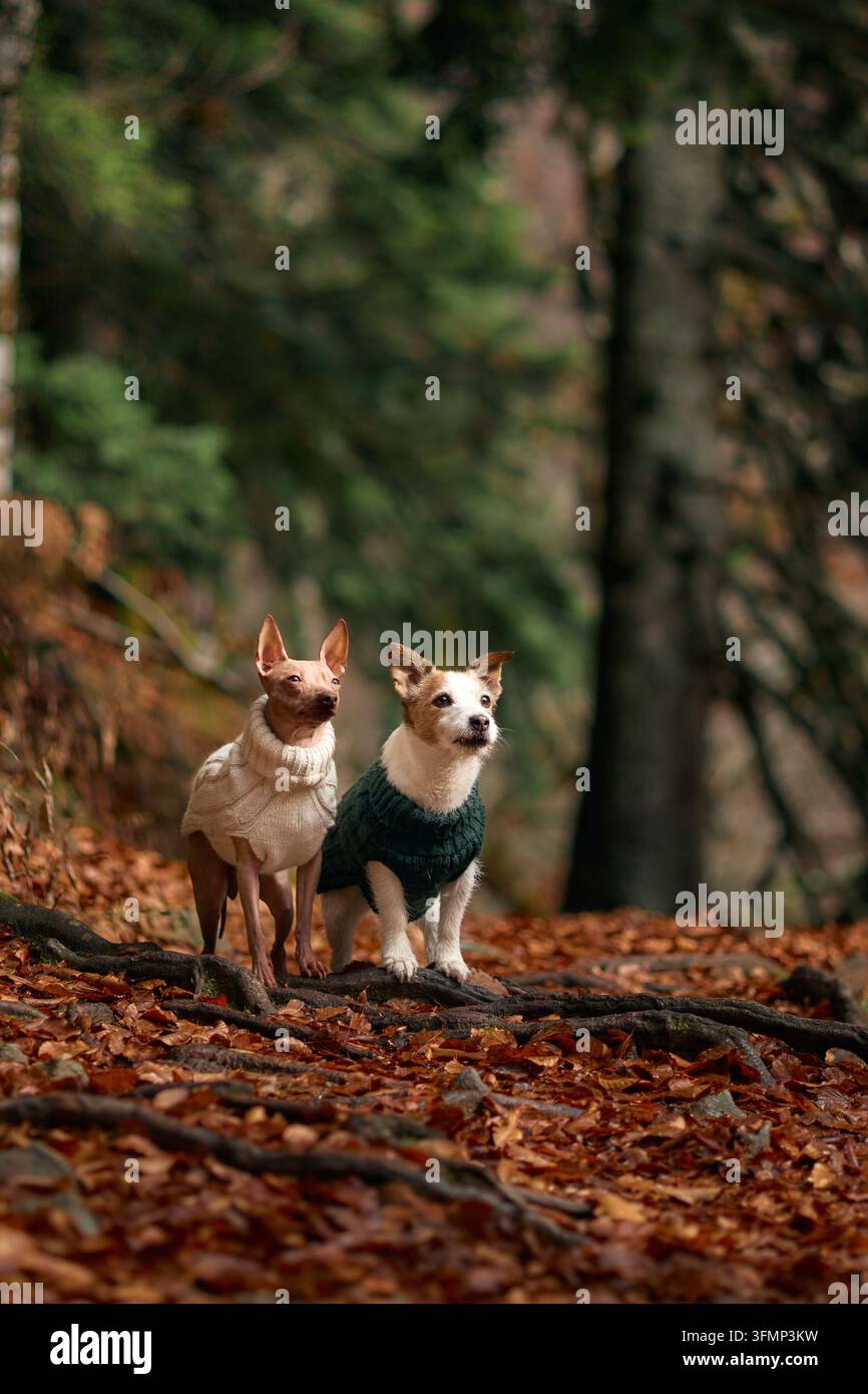 American Hairless Terrier und Jack Russell Terrier stehen zusammen auf einer Decke aus Blättern. Der Wald hinter ihnen ist schattig und hoch. Stockfoto