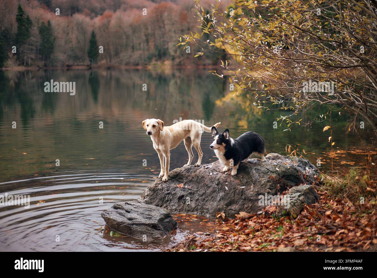 Zwei Hunde, ein Mischling und ein Corgi, stehen auf einem großen Felsen, umgeben von Wasser und Waldspiegelung. Die Herbstszene ist still und wunderschön Stockfoto