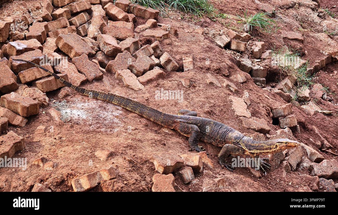 Vollständige Körper eines wilden Wasserwarans (Varanus salvator), der auf einem Stapel Pflastersteine und rotem Boden läuft. Stockfoto