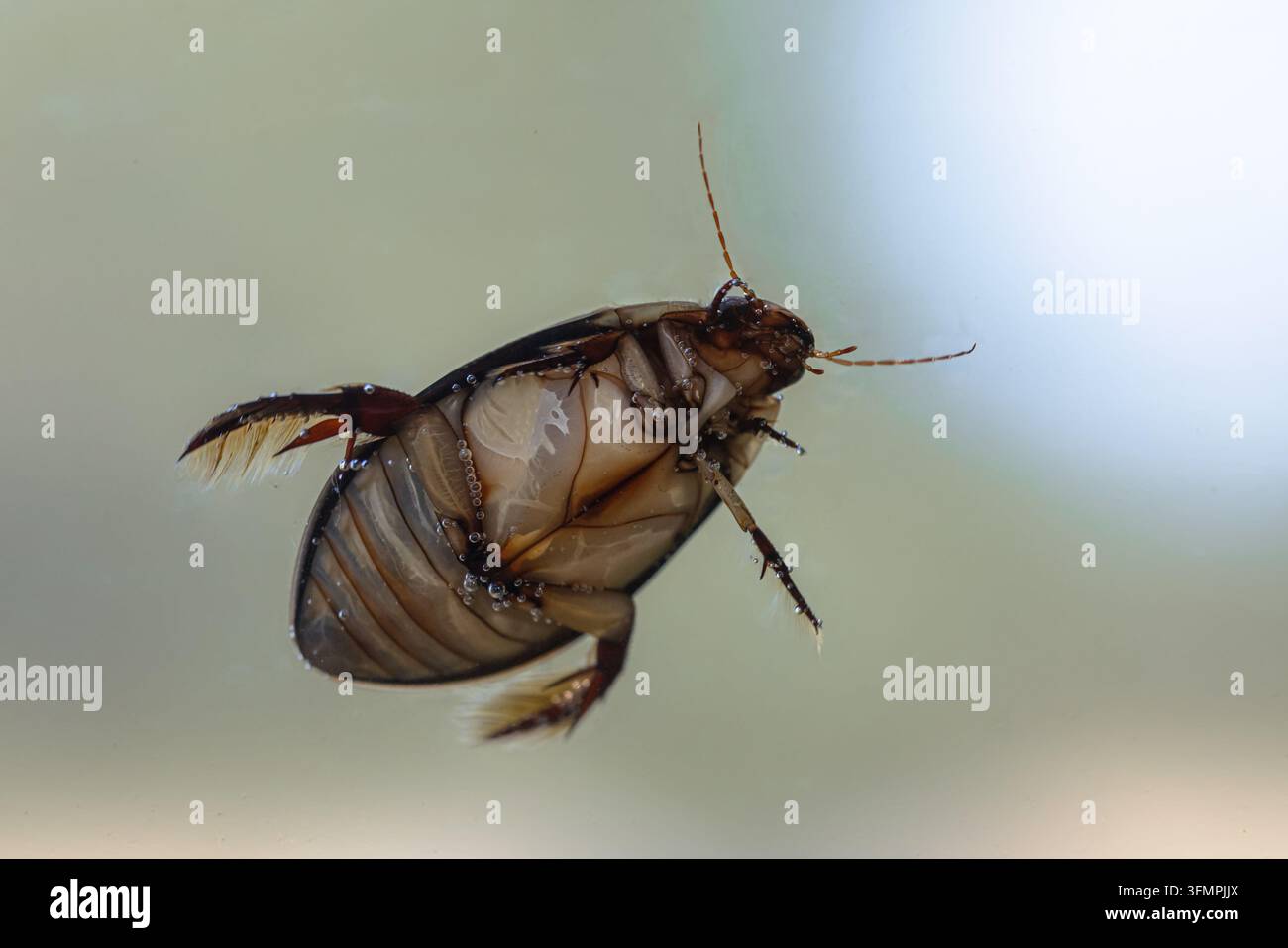 Großer Silbersprenkler (Hydrophilus piceus) Unterseite. Wassertier taucht in Süßwasserhabitat. Dieser Käfer gehört zu den größten Wasserinsekten. Stockfoto