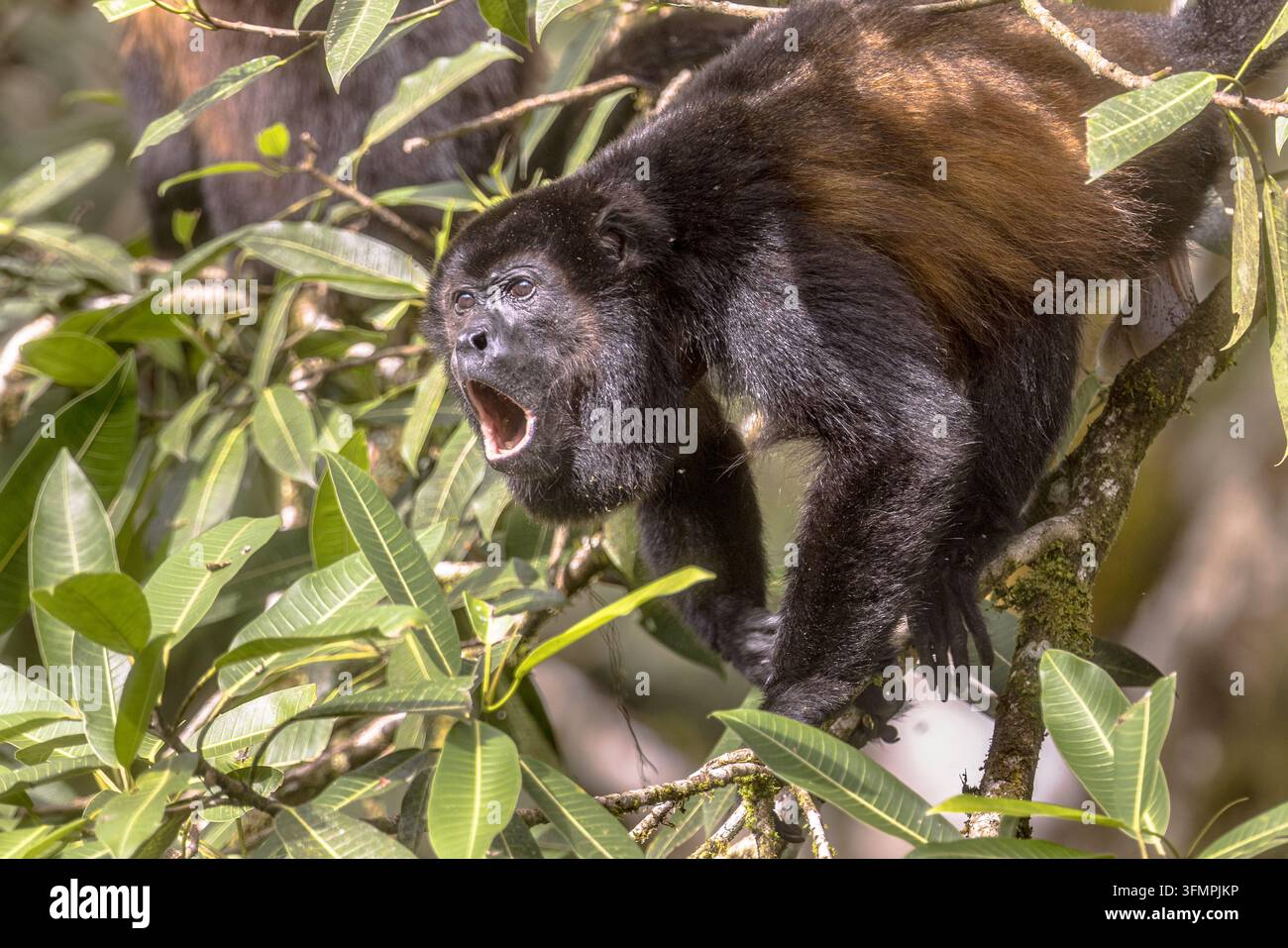 Der Mantelbrüllaffe (Alouatta palliata) ist eine Art von Brüllaffe, eine Art von Neuweltaffen, aus Mittel- und Südamerika. Es ist einer der Affen Stockfoto