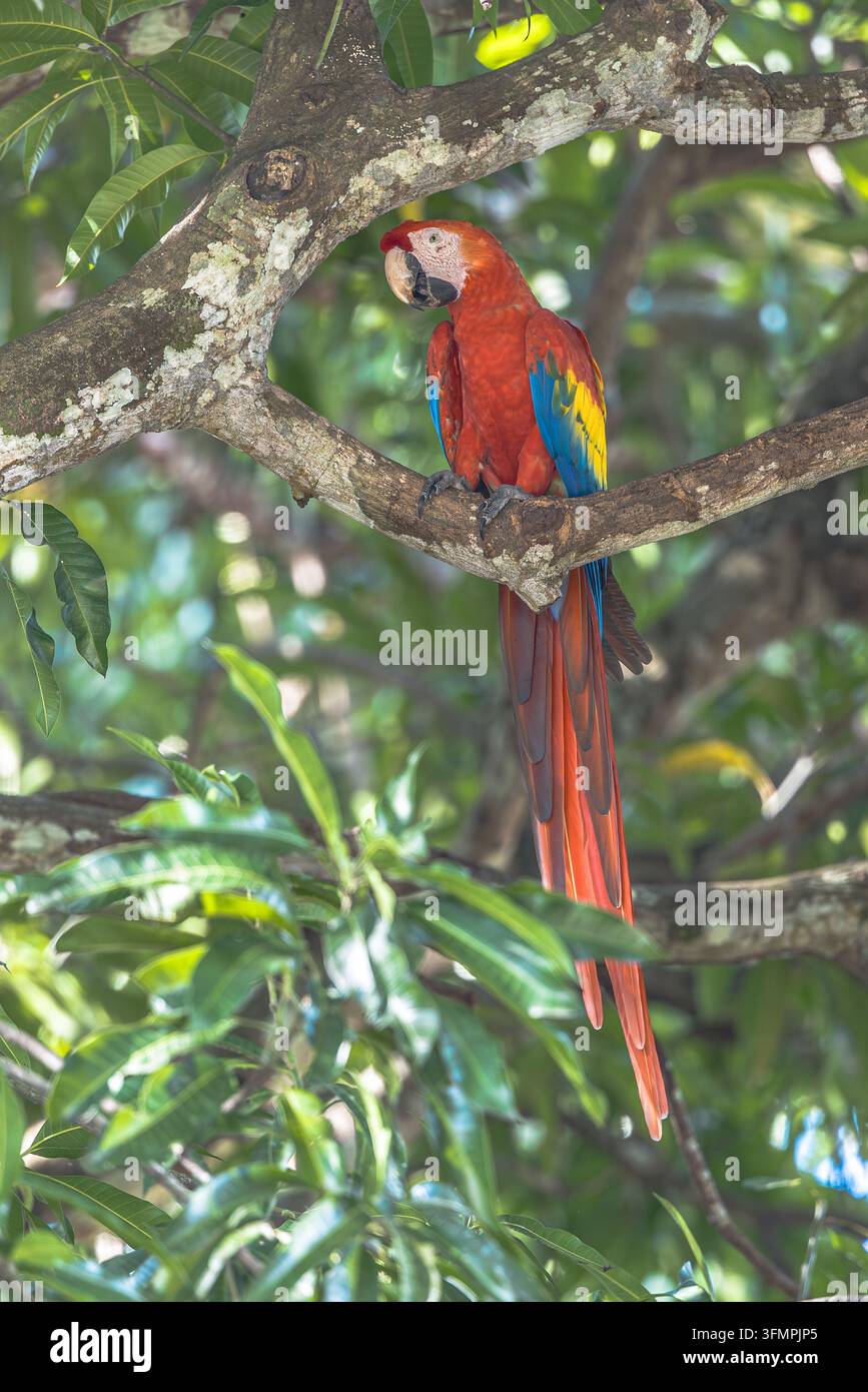 Ara macao (Ara macao) ist ein großer gelber, roter und blauer neotropischer Papagei, der in feuchten immergrünen Wäldern Amerikas beheimatet ist. Kombiniere dich im Regenwald. Wi Stockfoto