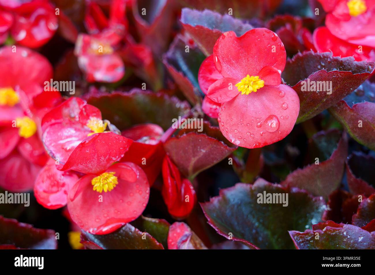 Hellrote Blumen mit gelben Mittelpunkten in einer Gartenumgebung Stockfoto