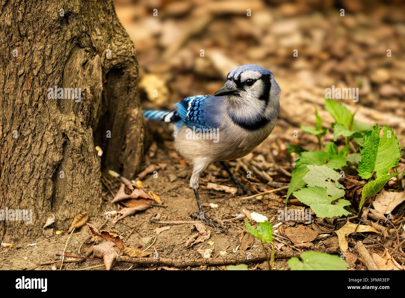 Blaujay, der am Boden forscht Stockfoto