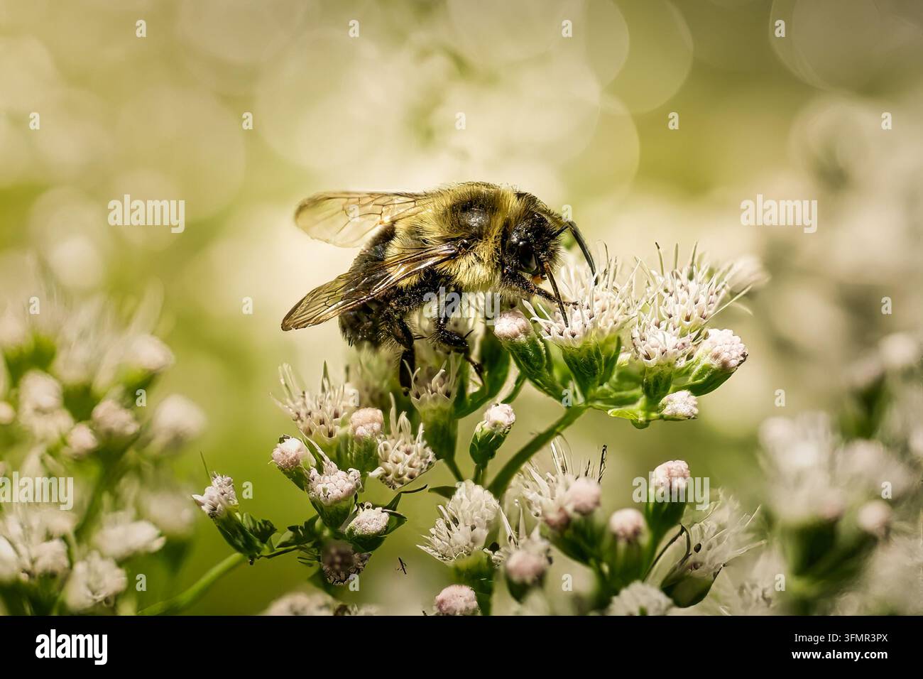 Biene, die Nektar aus weißen Blüten sammelt Stockfoto