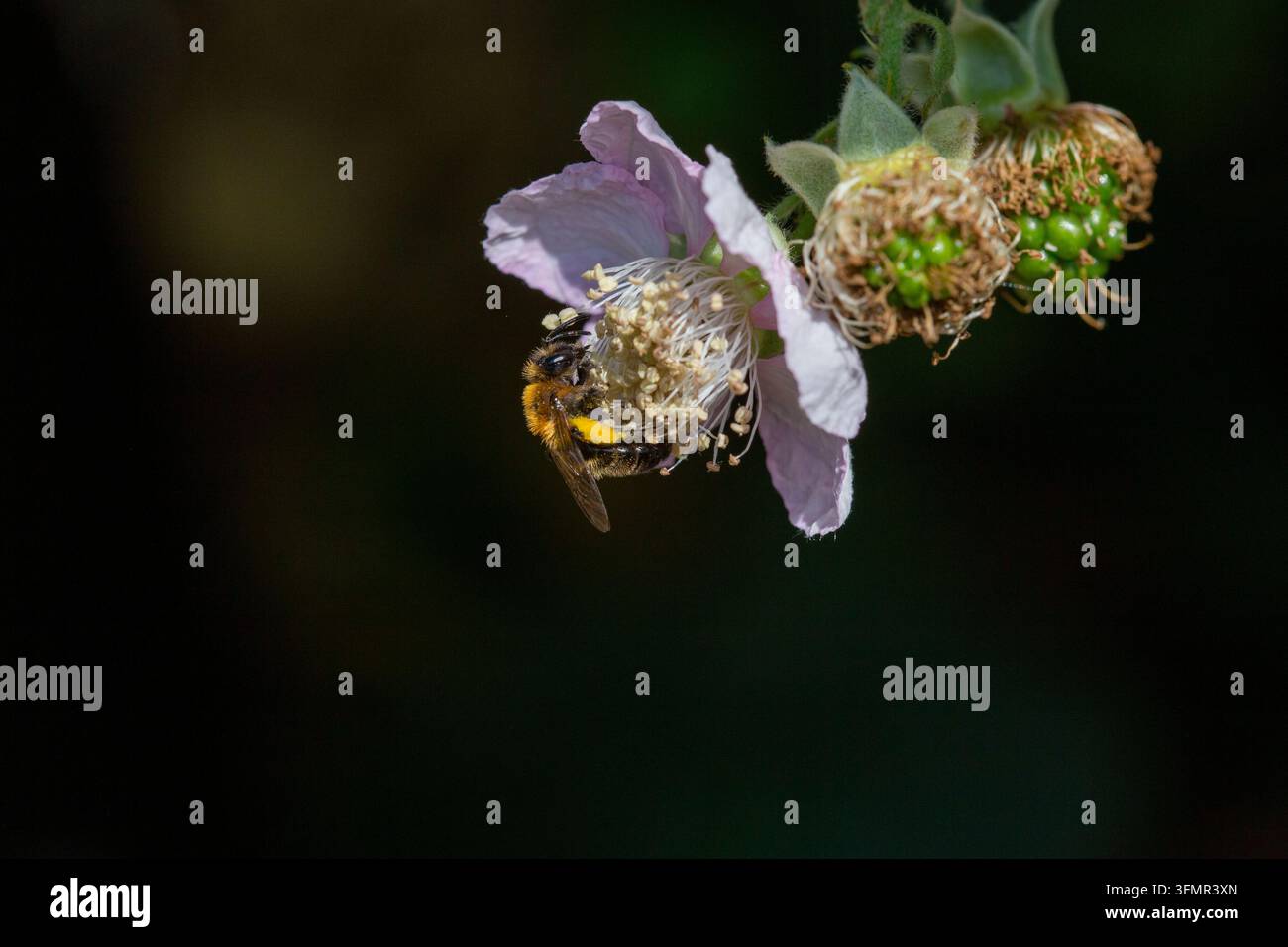 Bergbau-Biene - Andrena - auf Brombeerblüte Stockfoto