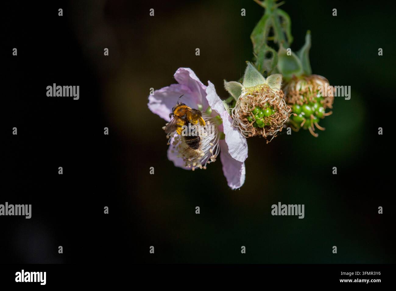 Bergbau-Biene - Andrena - auf Brombeerblüte Stockfoto