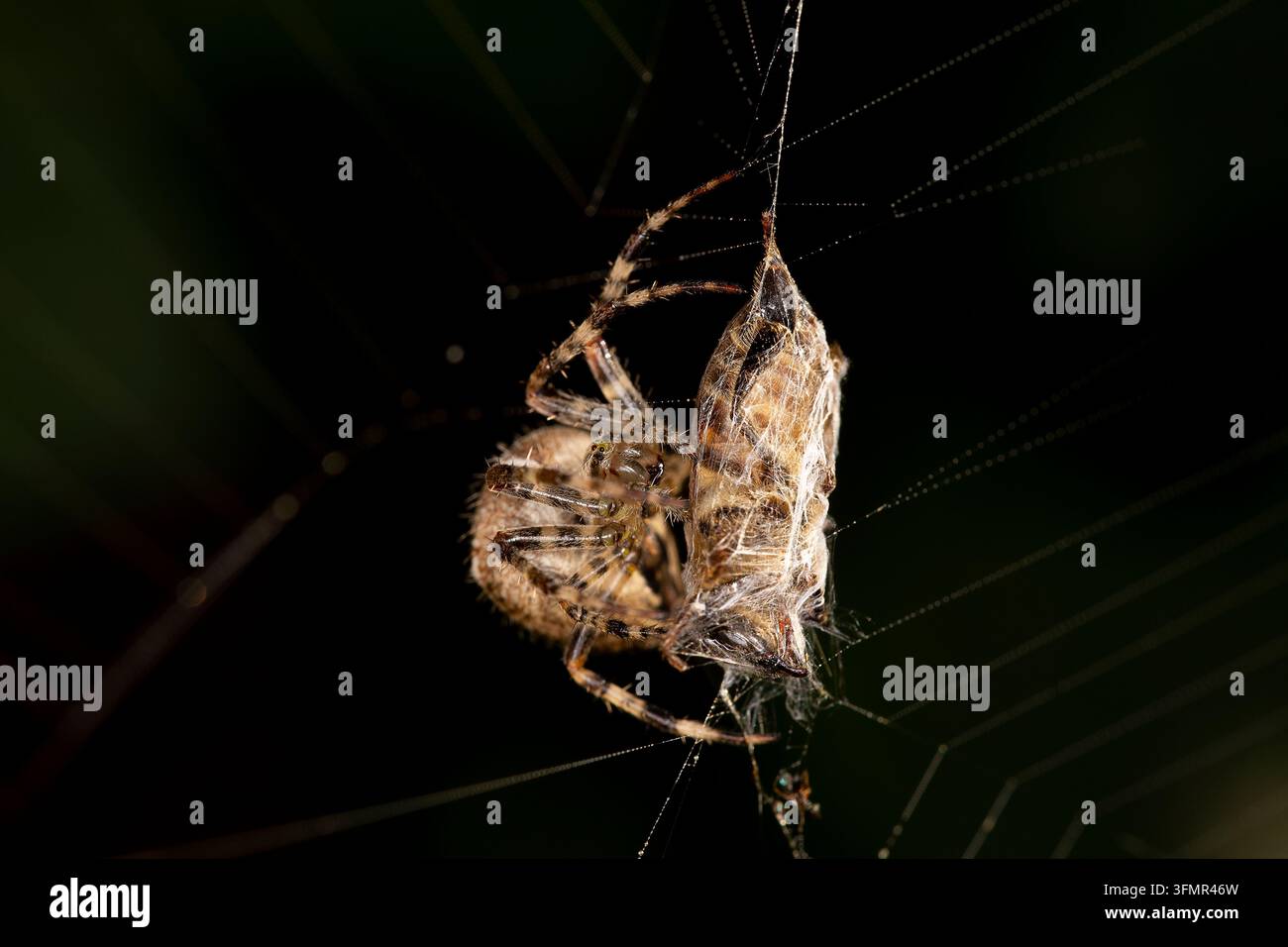 Europäische Gartenspinne / Kreuzspinne - Araneus Diadematus - mit Beute im Netz Stockfoto