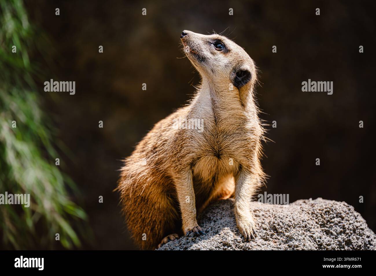 Meerkatze steht aufrecht auf einem Felsen und schaut nach oben Stockfoto