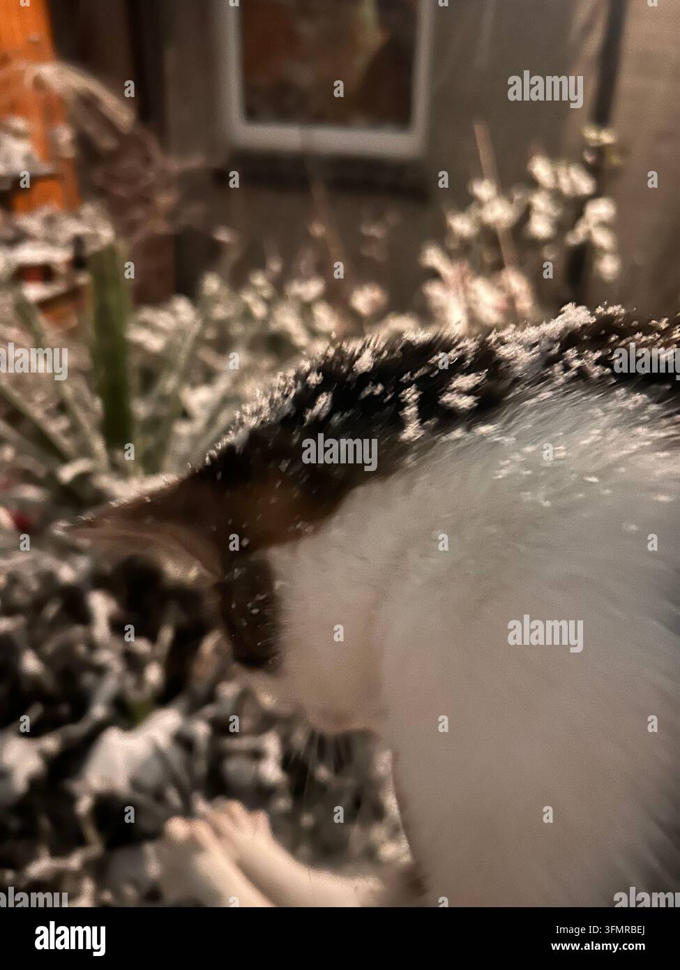 Hauskatze erkundet einen mit Schnee bedeckten Garten im Winter - Smartphone-aufgenommenes Stockfoto