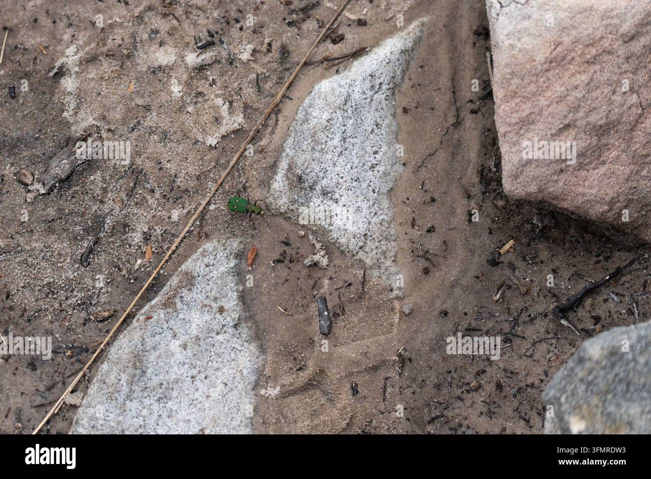Nahaufnahme-Makroaufnahme eines leuchtend grünen Tigerkäfers (Cicindela campestris), der auf sandigem Boden zwischen Felsen in den schottischen Highlands kriecht Stockfoto