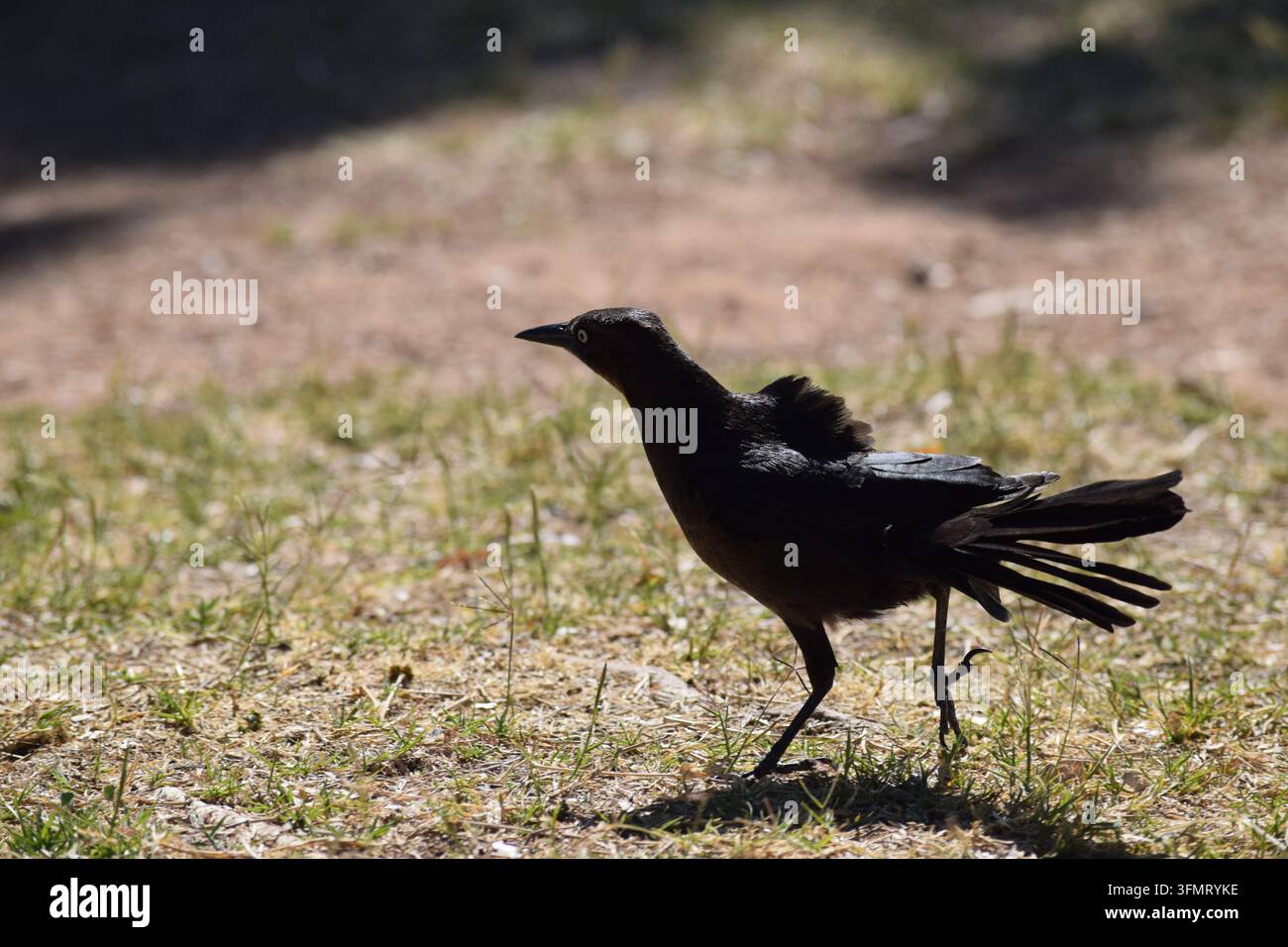 Ein schlanker, irisierender schwarzer Rabenkräher, Quiscalus quiscula, läuft bei hellem Tageslicht über ein Stück sandigen Bodens und spärliches Gras. Stockfoto