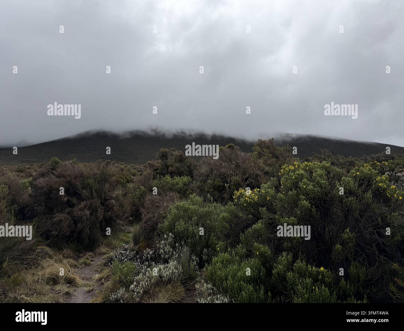 Einheimische Sträucher und gelbe Blüten bedecken das Hochmoor unter einem wolkenumhüllten vulkanischen Bergrücken auf dem Mount Kilimanjaro, Tansania. - Smartphone-aufgenommenes Stockfoto
