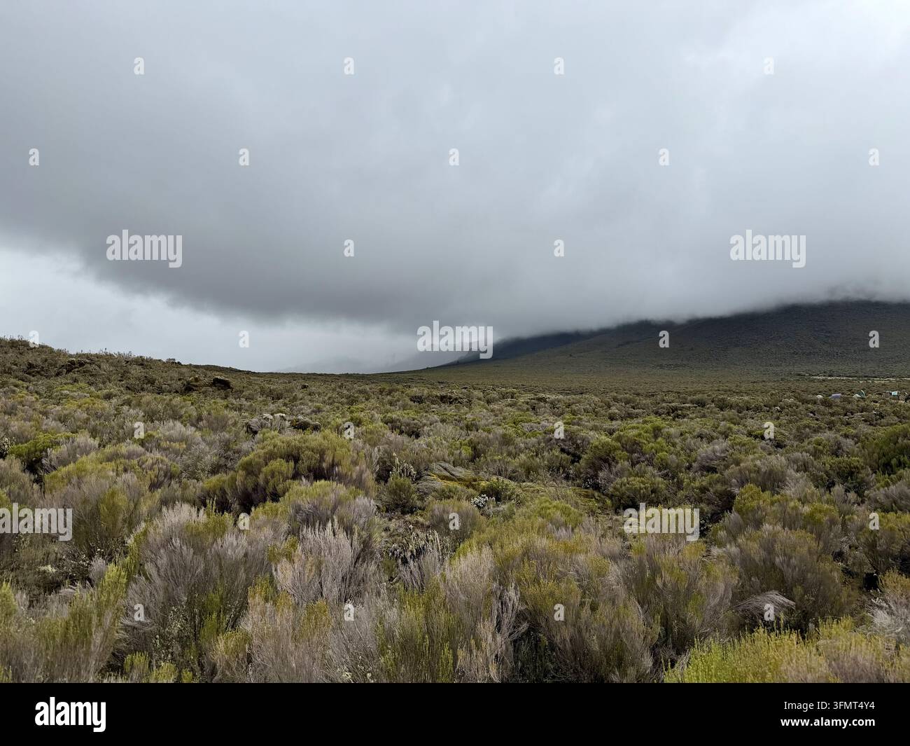Eine graue Wolke hängt über einer weiten Hochland-Heide und -Buschlandschaft auf dem Mount Kilimanjaro in Tansania. - Smartphone-aufgenommenes Stockfoto