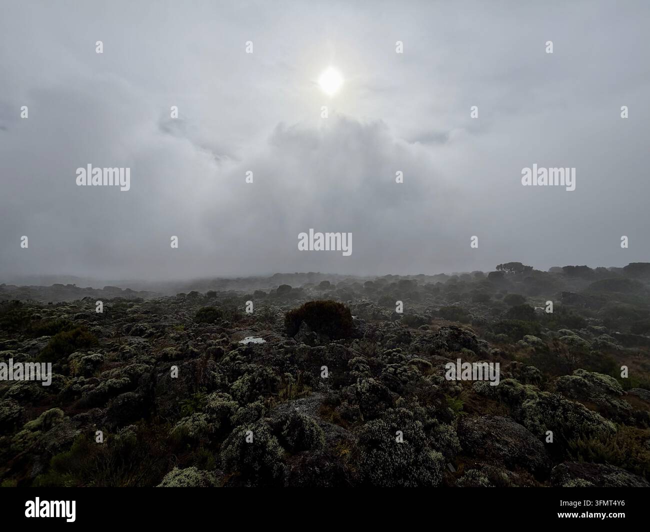 Diffuses Sonnenlicht scheint durch Bergnebel über mit Flechten bedeckter Heide im Mount-Kilimanjaro-Nationalpark, Tansania. - Smartphone-aufgenommenes Stockfoto