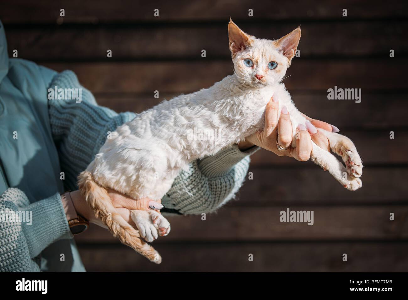 Cremiges Devon-Rex-Kätzchen in Händen gehalten mit verspieltem Ausdruck im Innenraum Stockfoto