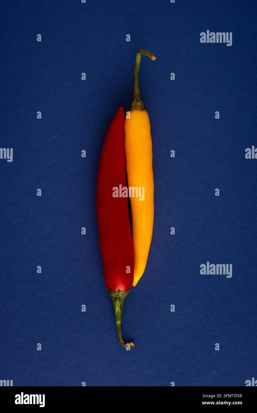 Zwei lange Chilischoten, die auf tiefblauem Hintergrund aufrecht stehen, eine rot und eine gelb, Nahaufnahme der gebogenen Körper und grünen Stängel mit sichtbaren Texturen Stockfoto